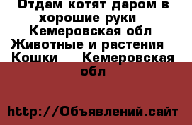 Отдам котят даром в хорошие руки - Кемеровская обл. Животные и растения » Кошки   . Кемеровская обл.